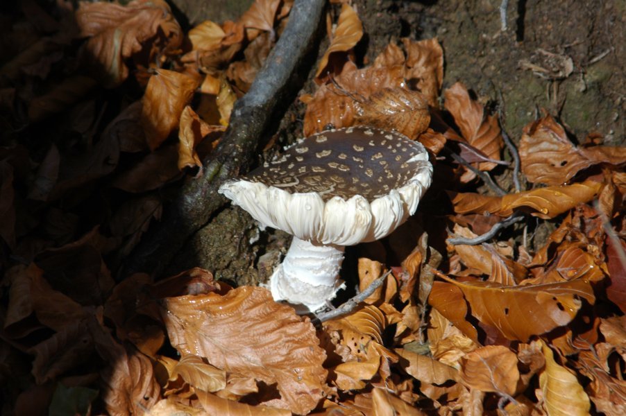 Seta - parc natural del Montseny - Barcelona - Catalunya 1